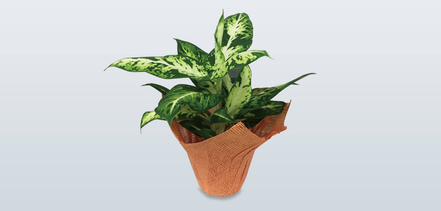 Botanical flower pot